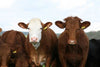Bovine Tuberculosis In Cattle